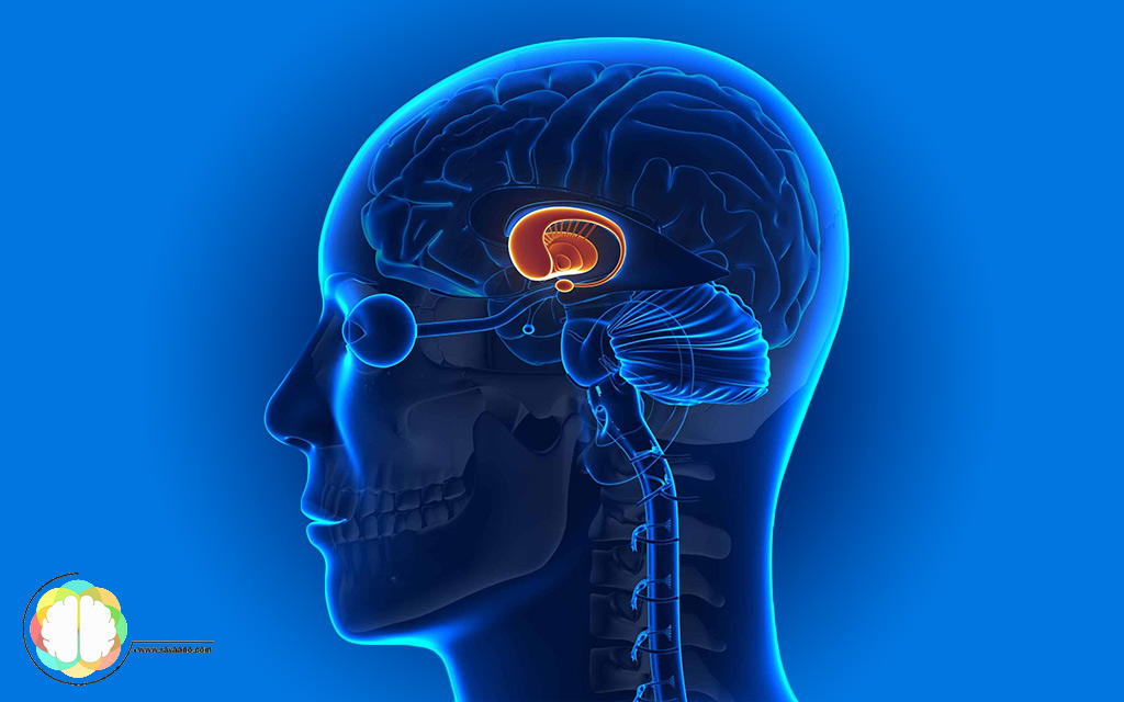دوپامین چگونه عمل می‌کند؟